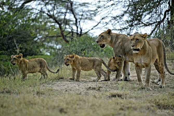 9- Days Classic Kenya Family Safari - The Long Transfer to Amboseli