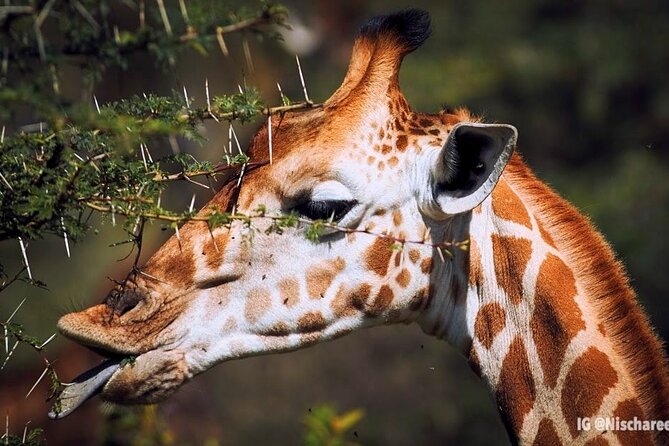 9- Days Classic Kenya Family Safari - Tsavo West and Mzima Springs