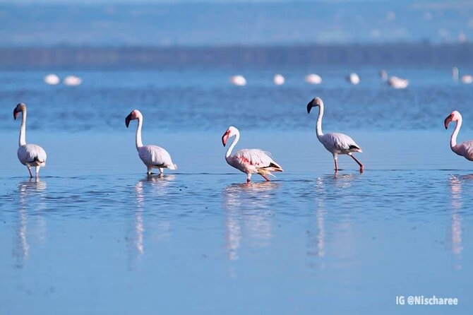 9- Days Classic Kenya Family Safari - Two Full Wildlife Days in Maasai Mara