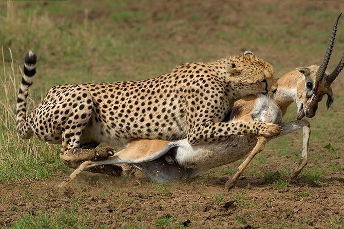 9-Days Discover Kenya Private Safari - Day 4: birds, Lake Naivasha, and an optional walk