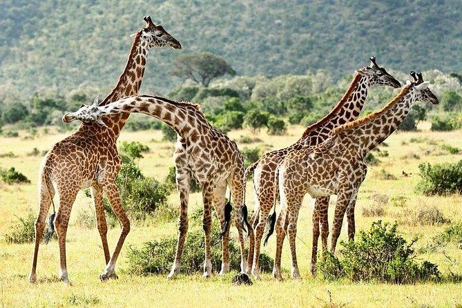 9-Days Discover Kenya Private Safari - What the $5,475 price really covers