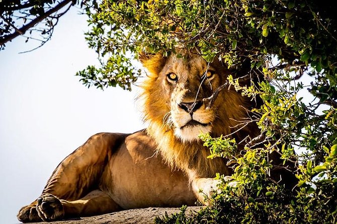 9 Days Kenya and Tanzania Wildlife Experience - Key points to know before you book