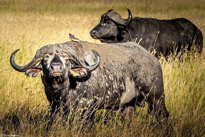 9 Days Kenya and Tanzania Wildlife Experience - What the $8,200 price really buys