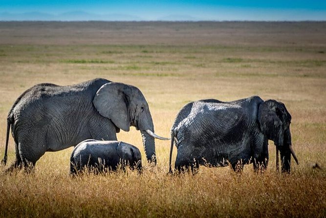 9 Days Kenya and Tanzania Wildlife Experience - Day 3: two game drives in Masai Mara