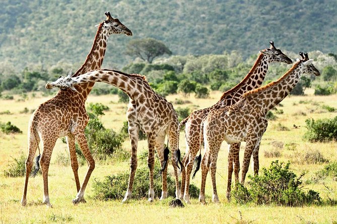 9 Days Kenya Classic Lodge Safari - Why this route works for a first Kenya safari