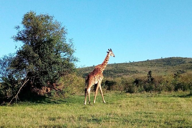 9 Days Kenya Classic Lodge Safari - Days 7 and 8: entering Tsavo West and Tsavo East
