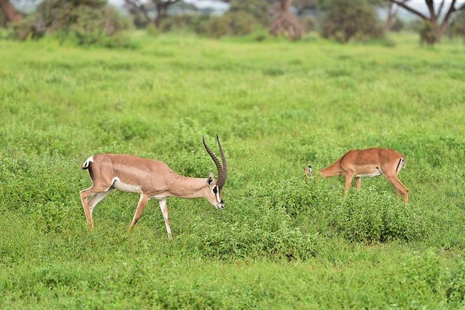 9 Days Samburu- Nakuru- Mara-Naivasha- Amboseli Wild Safari - Why this nine-day route works