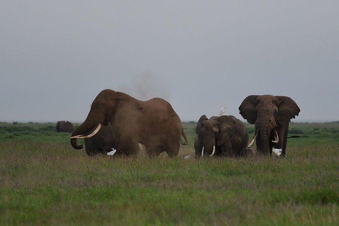 9 Days Samburu- Nakuru- Mara-Naivasha- Amboseli Wild Safari - Day 6: Morning Mara drive, then Lake Naivasha