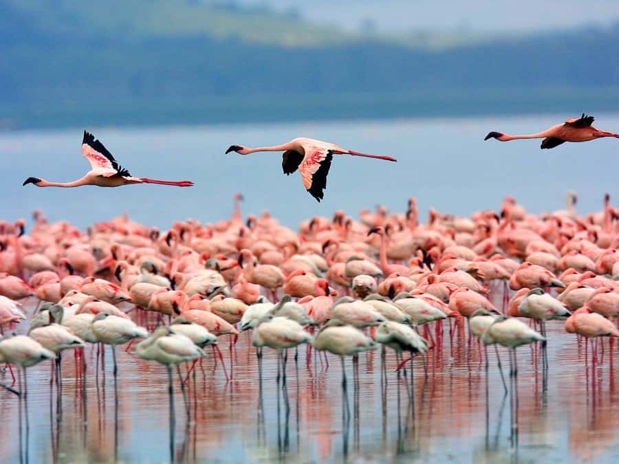 A day tour; Lake Nakuru national park& L. Naivasha Boat ride - The day’s best details at a glance
