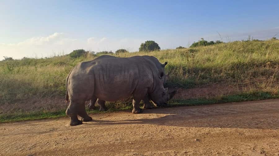 A day tour; Lake Nakuru national park& L. Naivasha Boat ride - The road to Naivasha and the lunch question