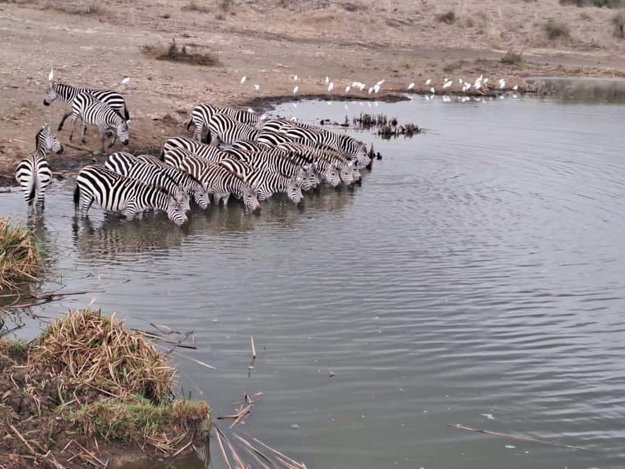 A day tour; Lake Nakuru national park& L. Naivasha Boat ride - The real cost of the day
