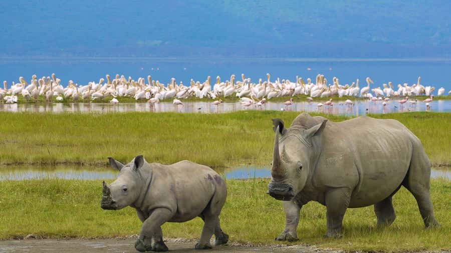 A day tour; Lake Nakuru national park& L. Naivasha Boat ride - The Great Rift Valley viewpoint