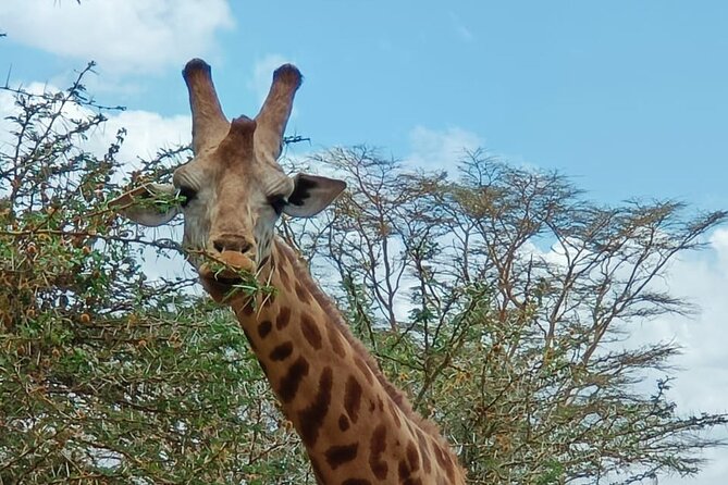 A Day Tour to Giraffe Center in Nairobi Kenya - The feeding experience and conservation story