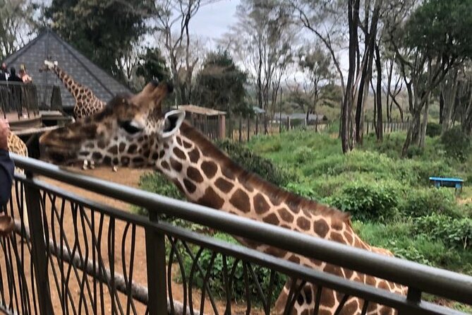 A Day Tour to Giraffe Center in Nairobi Kenya - What your one hour at the Giraffe Centre includes