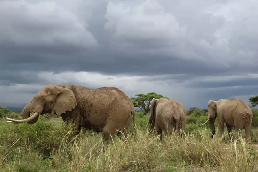 A day tour to Maasai Mara safari from Nairobi - Leaving Nairobi at 5:00 AM for the Mara