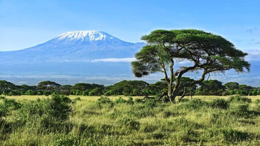 A day tour to Maasai Mara safari from Nairobi - Mid-morning game drives and the search for the Big Five