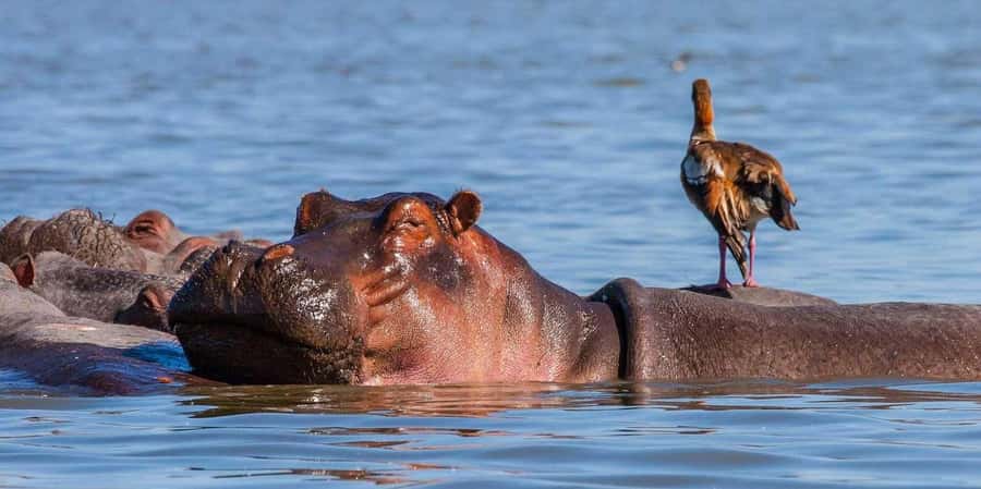 A day tour to Maasai Mara safari from Nairobi - Who should book this Maasai Mara day tour?