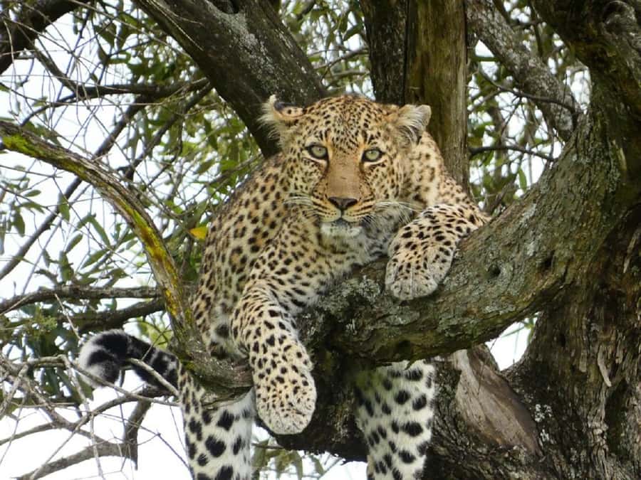 A Day trip to Lake Nakuru National Park from Nairobi - Key points at a glance