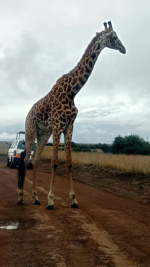 A Day trip to Lake Nakuru National Park from Nairobi - Why Lake Nakuru works as a one-day safari