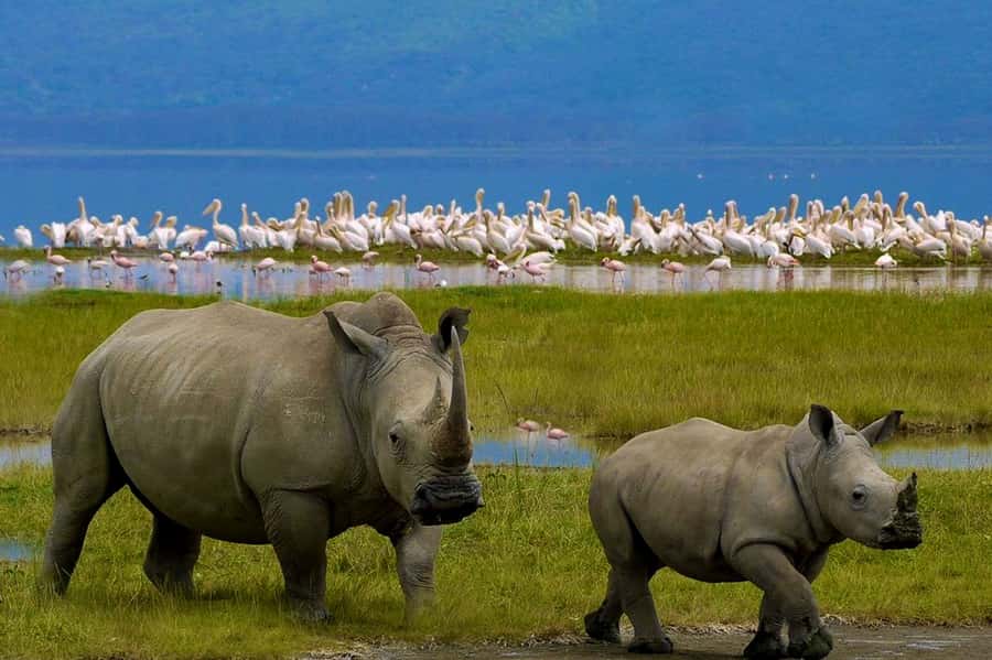 A Day trip to Lake Nakuru National Park from Nairobi - Entering Lake Nakuru National Park