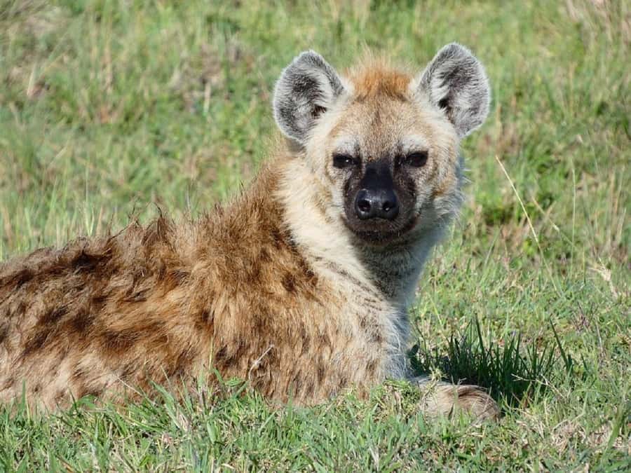 A Day trip to Lake Nakuru National Park from Nairobi - Searching for rhinos, buffalo, and predators