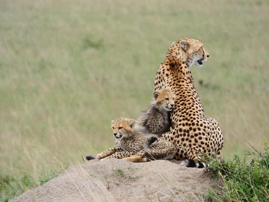 A Day trip to Lake Nakuru National Park from Nairobi - Adding Lake Naivasha and a boat ride