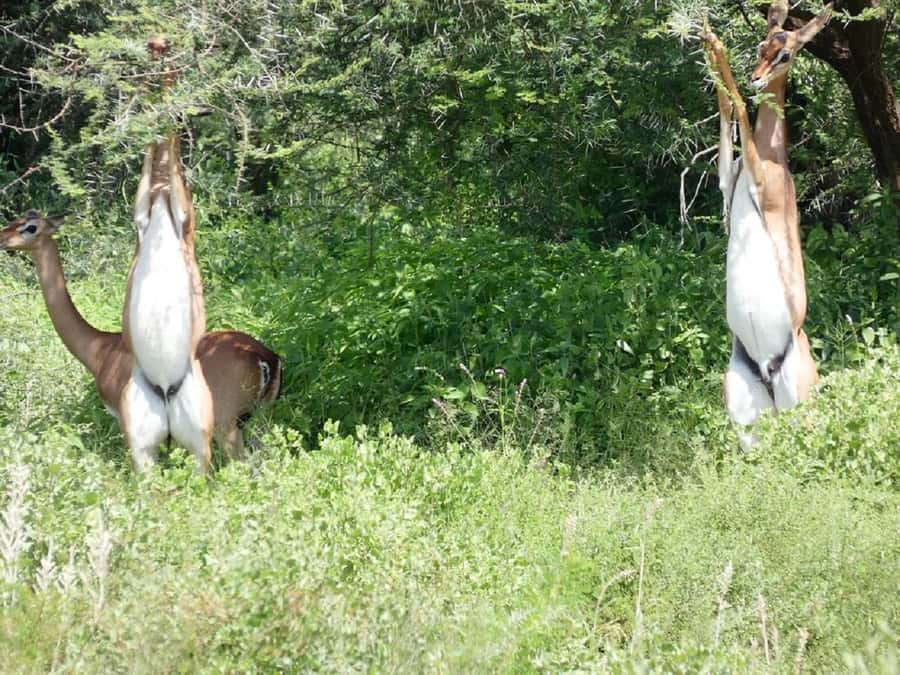 A Day trip to Lake Nakuru National Park from Nairobi - What the private guide adds