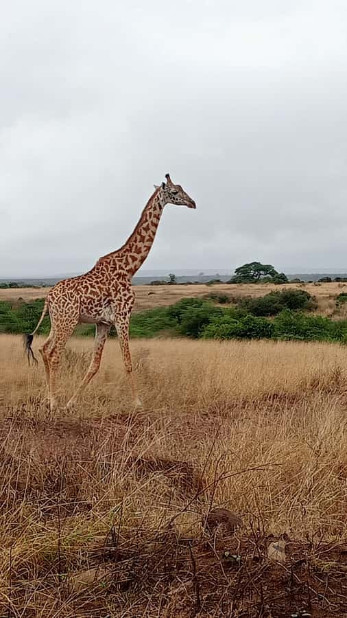 A Day trip to Lake Nakuru National Park from Nairobi - Lunch, water, and the practical rhythm of the day
