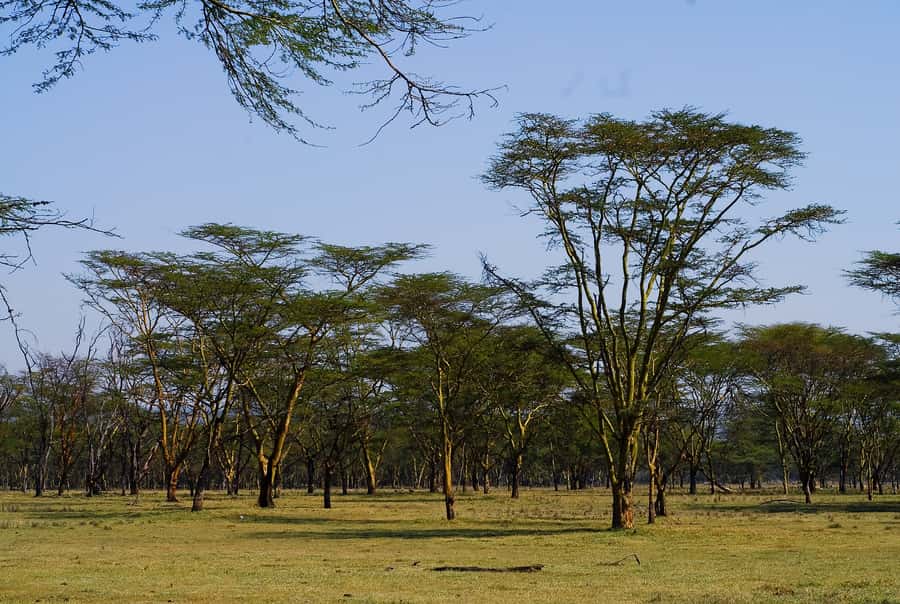 A Day trip to Lake Nakuru National Park from Nairobi - Starting from Nairobi or the airport