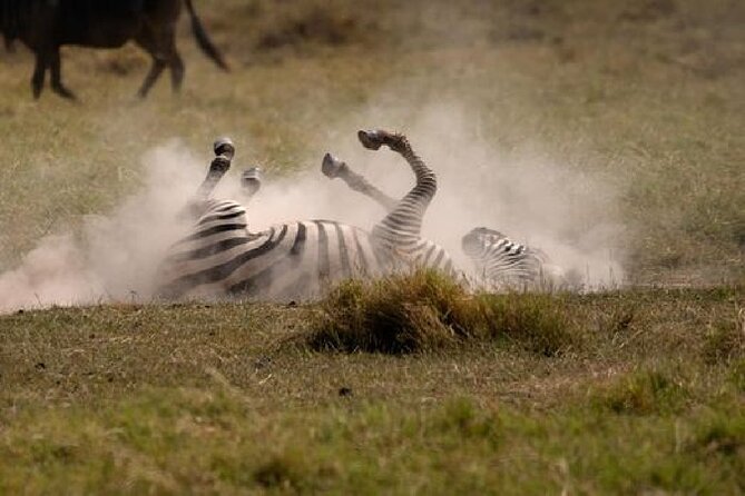 A thrilling Kenya 4 Days Adventure: Masai Mara &Lake Nakuru - Where this safari may fall short