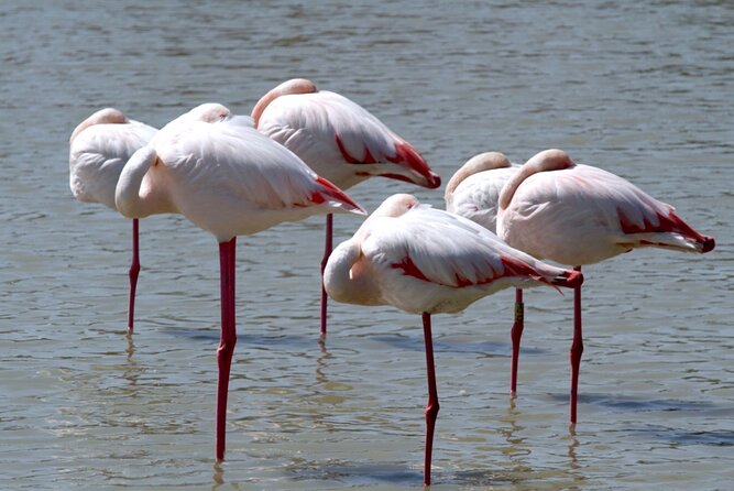 A thrilling Kenya 4 Days Adventure: Masai Mara &Lake Nakuru - Day 2: Sunrise wildlife and a second Mara drive