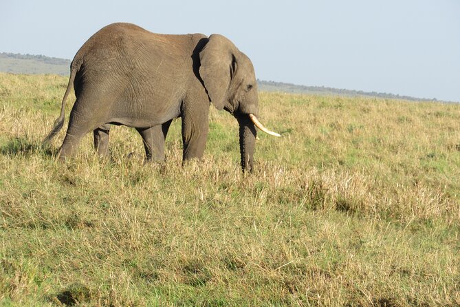 Adventure-fueled 3 Days Maasai Mara Safari - Day 1: lunch at camp, then the first Mara drive