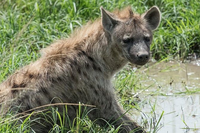 African Wildlife & Nature - 5 Kenya national parks - 6 day Jeep Safari - Day 3: Lake Naivasha by boat and on foot