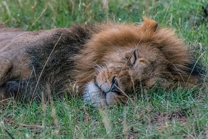African Wildlife & Nature - 5 Kenya national parks - 6 day Jeep Safari - Day 5: A full day across the Maasai Mara