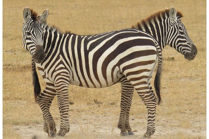 African Wildlife & Nature - 5 Kenya national parks - 6 day Jeep Safari - The private vehicle advantage