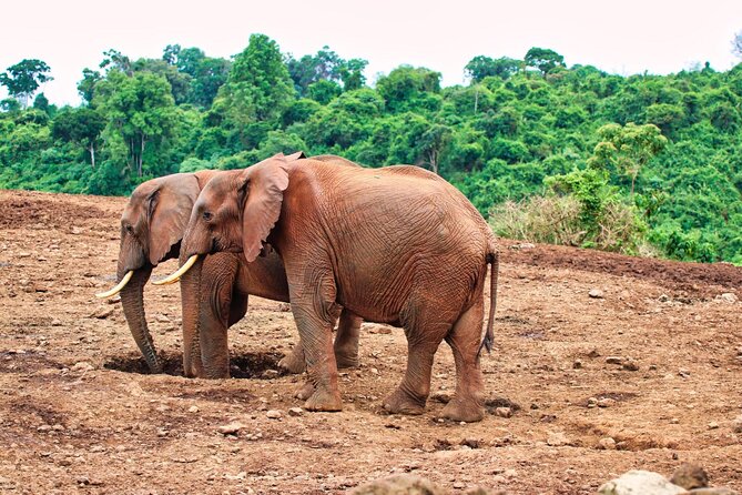 African Wildlife Safari 7 Days - What the $3,445.50 price really covers