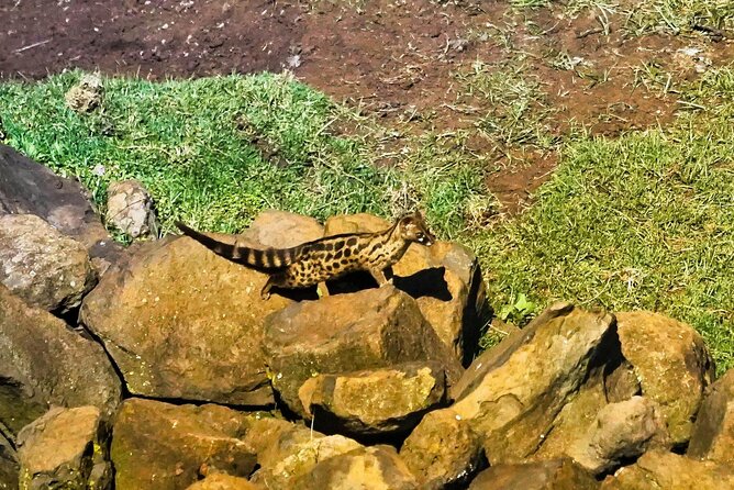 African Wildlife Safari 7 Days - Day 2: Forest wildlife at Aberdare National Park