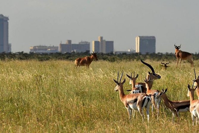 Afternoon half day mini safari to Nairobi National Park - The pop-up roof van makes a real difference