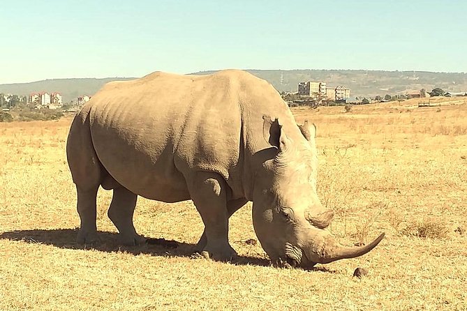 Afternoon half day mini safari to Nairobi National Park - Who will get the most from this afternoon outing?