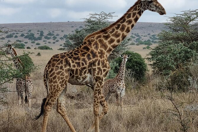 Afternoon Tour To Nairobi National Park - Key points before you book