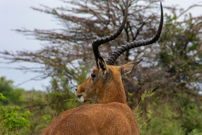 Afternoon Tour To Nairobi National Park - Searching for lions and rhinos in the afternoon