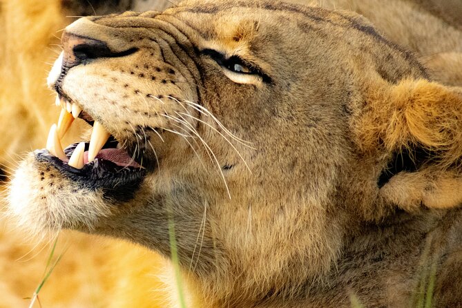 Afternoon Tour To Nairobi National Park - How the $199 price compares with the experience