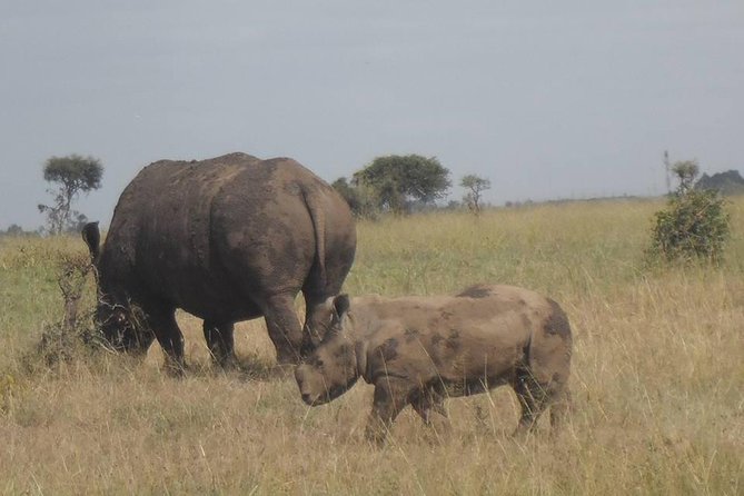 Airport Pick Up To Nairobi National Park / Drop Off - Weather, Families, And Comfort