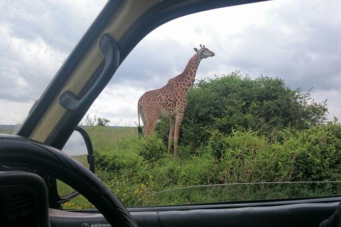 Airport Pick Up To Nairobi National Park / Drop Off - Airport Return And Hotel Drop-Off