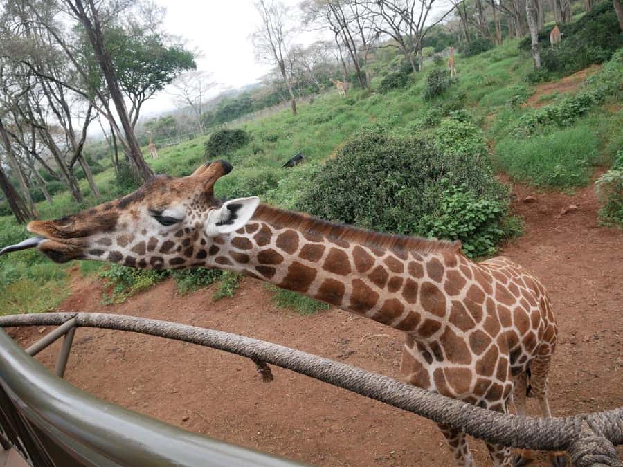 All-Inclusive: Giraffe Centre & Kazuri Beads Factory Visit - Key points to know before booking