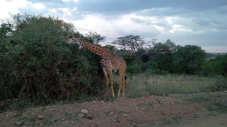 All-Inclusive: Giraffe Centre & Kazuri Beads Factory Visit - Two Nairobi highlights in one five-hour outing