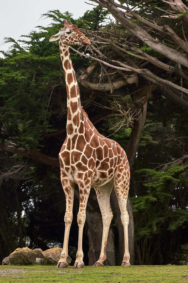 All-Inclusive: Giraffe Centre & Kazuri Beads Factory Visit - Why the giraffe visit is more than a photo stop