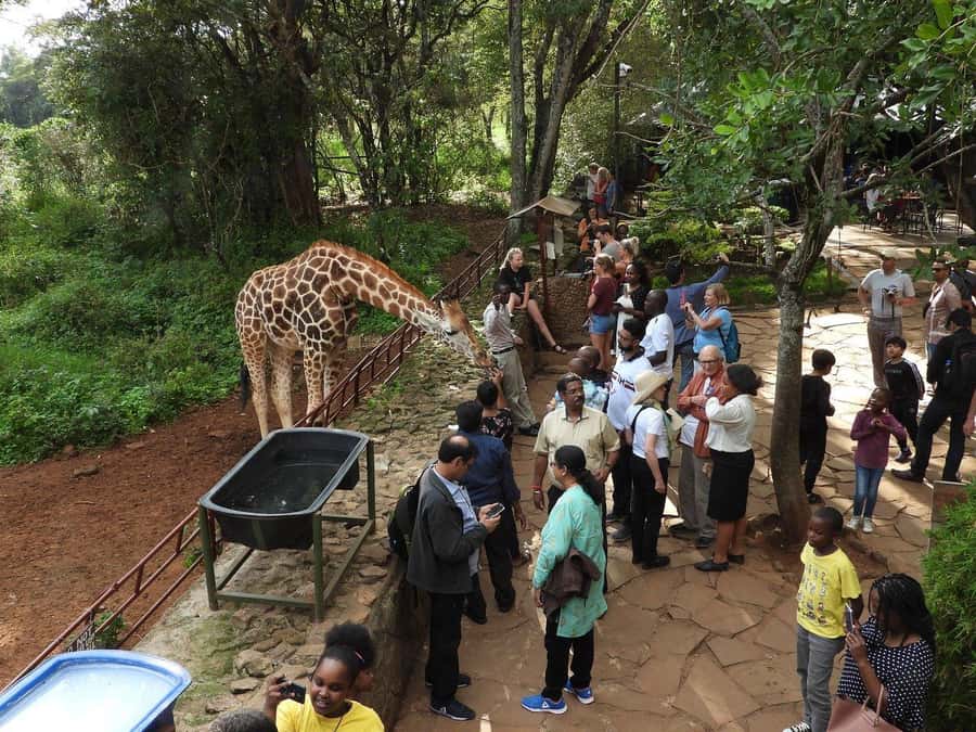 All-Inclusive: Giraffe Centre & Kazuri Beads Factory Visit - Meeting the Rothschild’s giraffe at the raised platform