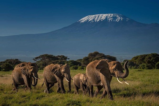 Amboseli Cultural & Wildlife Tour - 4 Day Unforgettable Budget Safari - Day two: elephants and five Amboseli habitats