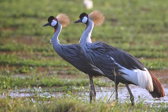Amboseli Cultural & Wildlife Tour - 4 Day Unforgettable Budget Safari - Guides, language, and the human side of the trip